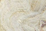 Polished Neoarchean Stromatolite Fossil - Western Australia #180041-1